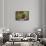 Spotted Dishes with Berries and Blossoms on Old Garden Bench-Andrea Haase-Framed Stretched Canvas displayed on a wall