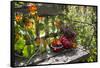 Spotted Dishes with Berries and Blossoms on Old Garden Bench-Andrea Haase-Framed Stretched Canvas