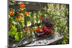 Spotted Dishes with Berries and Blossoms on Old Garden Bench-Andrea Haase-Mounted Photographic Print