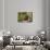 Spotted Dishes with Berries and Blossoms on Old Garden Bench-Andrea Haase-Photographic Print displayed on a wall