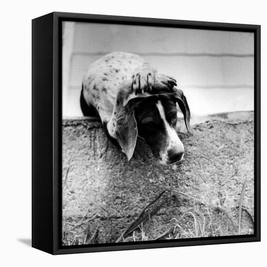 Spotted Dog Resting on the Wall with His Paws Crossed over His Head in a Thoughtful Pose-null-Framed Stretched Canvas