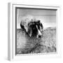 Spotted Dog Resting on the Wall with His Paws Crossed over His Head in a Thoughtful Pose-null-Framed Photographic Print