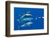 Spotted dolphin (Stenella frontalis) bowriding, Azores, Portugal, Atlantic-Christopher Swann-Framed Photographic Print