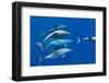 Spotted dolphin (Stenella frontalis) bowriding, Azores, Portugal, Atlantic-Christopher Swann-Framed Photographic Print