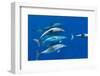 Spotted dolphin (Stenella frontalis) bowriding, Azores, Portugal, Atlantic-Christopher Swann-Framed Photographic Print