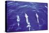 Spotted Dolphin-Grady Tuell-Stretched Canvas