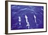 Spotted Dolphin-Grady Tuell-Framed Art Print