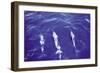 Spotted Dolphin-Grady Tuell-Framed Art Print