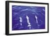 Spotted Dolphin-Grady Tuell-Framed Art Print