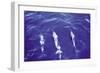 Spotted Dolphin-Grady Tuell-Framed Art Print