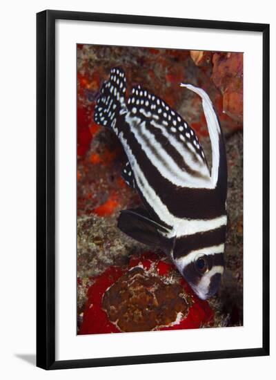 Spotted Drum Fish (Equetus Punctatus) Puerto Morelos National Park, Caribbean Sea, Mexico, February-Claudio Contreras-Framed Photographic Print