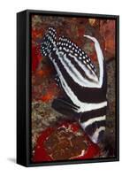 Spotted Drum Fish (Equetus Punctatus) Puerto Morelos National Park, Caribbean Sea, Mexico, February-Claudio Contreras-Framed Stretched Canvas