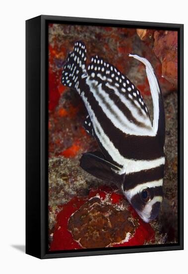 Spotted Drum Fish (Equetus Punctatus) Puerto Morelos National Park, Caribbean Sea, Mexico, February-Claudio Contreras-Framed Stretched Canvas