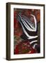 Spotted Drum Fish (Equetus Punctatus) Puerto Morelos National Park, Caribbean Sea, Mexico, February-Claudio Contreras-Framed Photographic Print