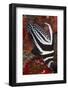 Spotted Drum Fish (Equetus Punctatus) Puerto Morelos National Park, Caribbean Sea, Mexico, February-Claudio Contreras-Framed Photographic Print