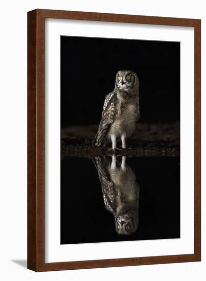 Spotted eagle owl (Bubo africanus) at night, Zimanga private game reserve, KwaZulu-Natal-Ann and Steve Toon-Framed Photographic Print