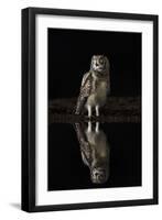 Spotted eagle owl (Bubo africanus) at night, Zimanga private game reserve, KwaZulu-Natal-Ann and Steve Toon-Framed Photographic Print