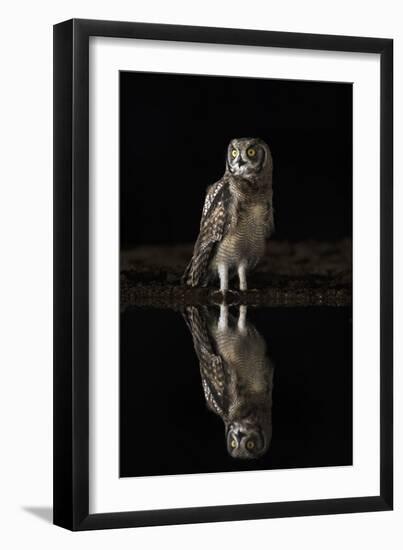 Spotted eagle owl (Bubo africanus) at night, Zimanga private game reserve, KwaZulu-Natal-Ann and Steve Toon-Framed Photographic Print