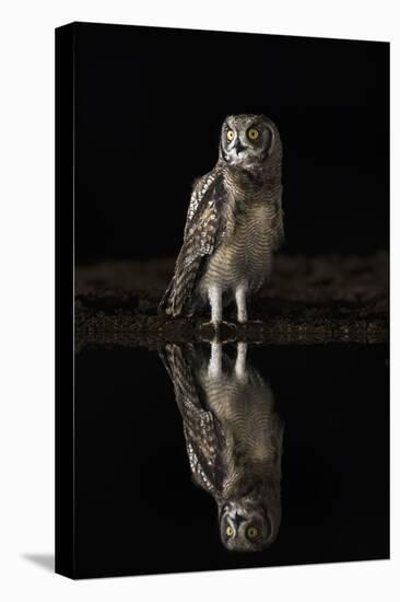 Spotted eagle owl (Bubo africanus) at night, Zimanga private game reserve, KwaZulu-Natal-Ann and Steve Toon-Stretched Canvas