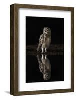 Spotted eagle owl (Bubo africanus) at night, Zimanga private game reserve, KwaZulu-Natal-Ann and Steve Toon-Framed Photographic Print