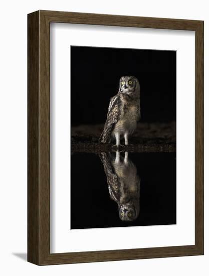 Spotted eagle owl (Bubo africanus) at night, Zimanga private game reserve, KwaZulu-Natal-Ann and Steve Toon-Framed Photographic Print