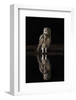 Spotted eagle owl (Bubo africanus) at night, Zimanga private game reserve, KwaZulu-Natal-Ann and Steve Toon-Framed Photographic Print