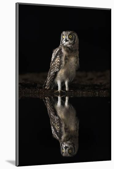 Spotted eagle owl (Bubo africanus) at night, Zimanga private game reserve, KwaZulu-Natal-Ann and Steve Toon-Mounted Photographic Print