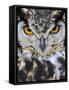 Spotted Eagle-Owl Captive, France-Eric Baccega-Framed Stretched Canvas