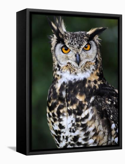 Spotted Eagle-Owl Captive, France-Eric Baccega-Framed Stretched Canvas