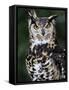 Spotted Eagle-Owl Captive, France-Eric Baccega-Framed Stretched Canvas