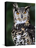 Spotted Eagle-Owl Captive, France-Eric Baccega-Stretched Canvas