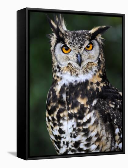 Spotted Eagle-Owl Captive, France-Eric Baccega-Framed Stretched Canvas