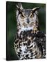 Spotted Eagle-Owl Captive, France-Eric Baccega-Stretched Canvas