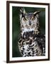 Spotted Eagle-Owl Captive, France-Eric Baccega-Framed Premium Photographic Print