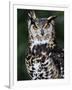 Spotted Eagle-Owl Captive, France-Eric Baccega-Framed Premium Photographic Print