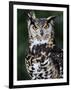 Spotted Eagle-Owl Captive, France-Eric Baccega-Framed Premium Photographic Print