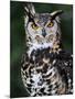 Spotted Eagle-Owl Captive, France-Eric Baccega-Mounted Premium Photographic Print