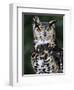 Spotted Eagle-Owl Captive, France-Eric Baccega-Framed Premium Photographic Print