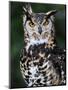 Spotted Eagle-Owl Captive, France-Eric Baccega-Mounted Premium Photographic Print