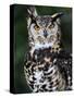 Spotted Eagle-Owl Captive, France-Eric Baccega-Stretched Canvas