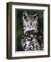 Spotted Eagle-Owl Captive, France-Eric Baccega-Framed Photographic Print