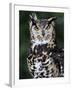 Spotted Eagle-Owl Captive, France-Eric Baccega-Framed Photographic Print