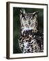 Spotted Eagle-Owl Captive, France-Eric Baccega-Framed Photographic Print