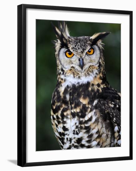 Spotted Eagle-Owl Captive, France-Eric Baccega-Framed Photographic Print