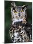 Spotted Eagle-Owl Captive, France-Eric Baccega-Mounted Photographic Print
