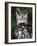 Spotted Eagle-Owl Captive, France-Eric Baccega-Framed Photographic Print