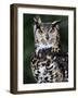 Spotted Eagle-Owl Captive, France-Eric Baccega-Framed Photographic Print