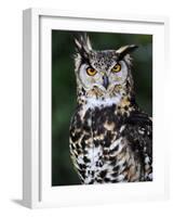 Spotted Eagle-Owl Captive, France-Eric Baccega-Framed Photographic Print