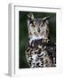 Spotted Eagle-Owl Captive, France-Eric Baccega-Framed Photographic Print