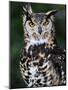 Spotted Eagle-Owl Captive, France-Eric Baccega-Mounted Photographic Print